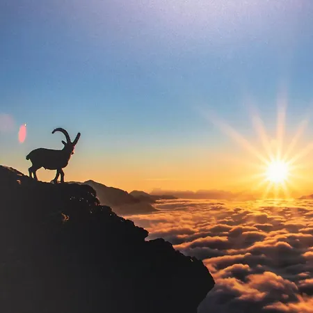 Erika Арцль (Пицталь)